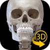 骨格－解剖学３Dアトラス