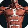 筋肉系３D（解剖学）